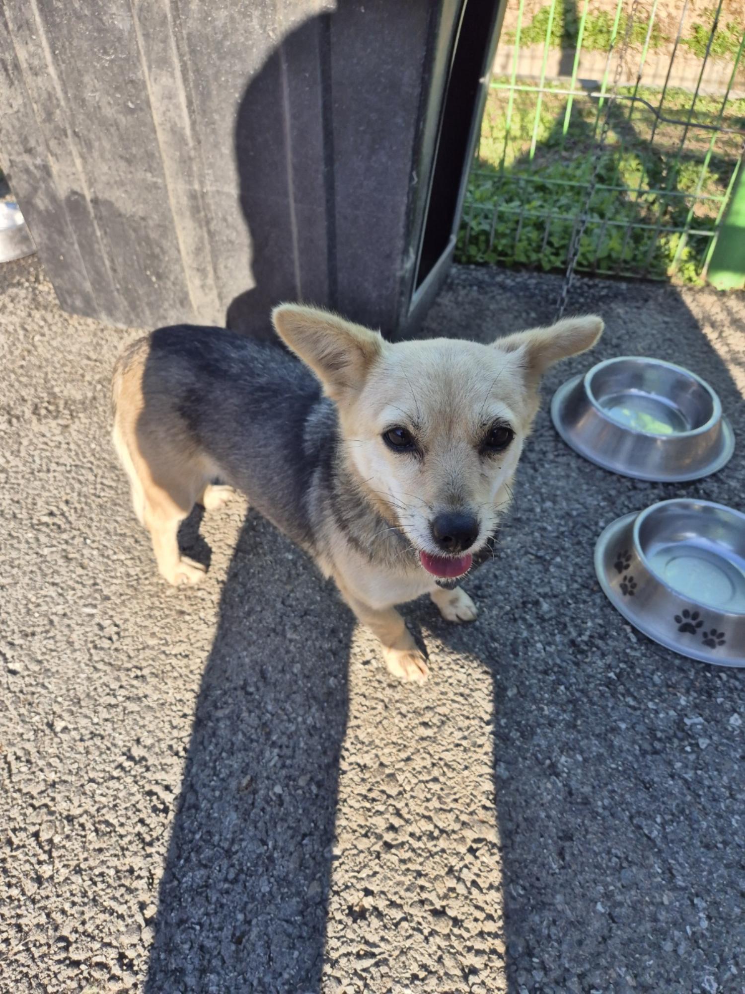 홍천군유기동물보호소_442425202400387